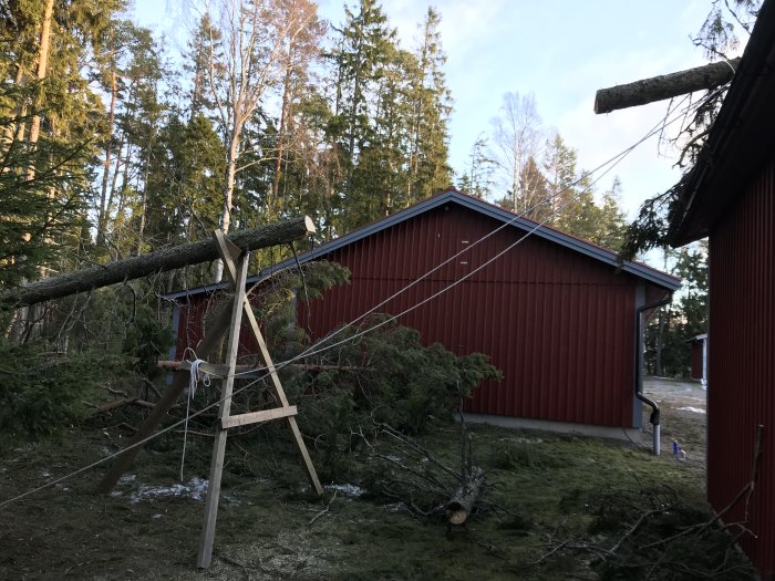 Röd stuga med fallande träd säkrat av stöttor och linor, indikerar behov av takreparation.