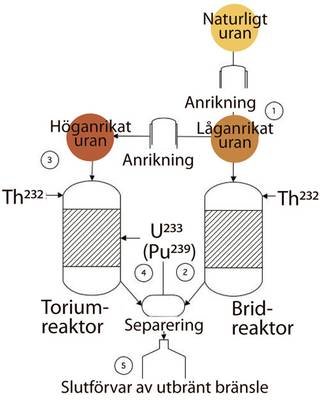 Schematisk bild som illustrerar bränslecykeln i en toriumreaktor och en bridreaktor med numrerade steg.