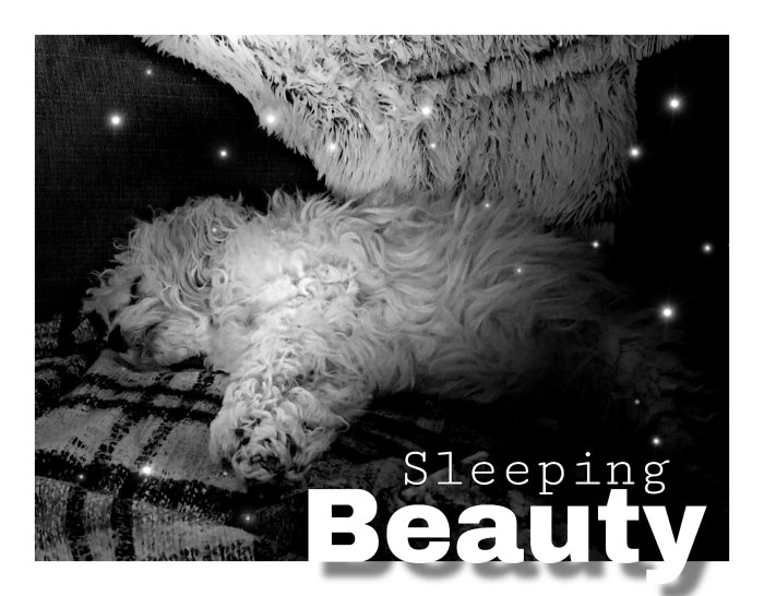 Fluffig vit hund som ligger och sover skönt, omgiven av stjärneffekter och texten "Sleeping Beauty".