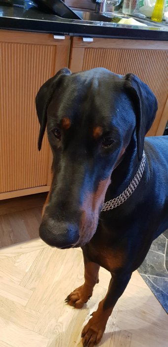 Svart hund med halsband ser upp med bedjande ögon i ett kök.