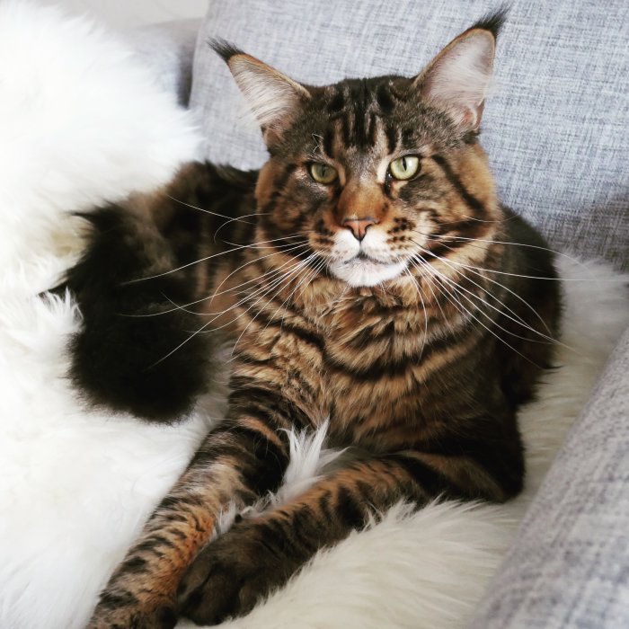 Maine Coon-katt ligger bekvämt på en vit päls med en grå kudde i bakgrunden.