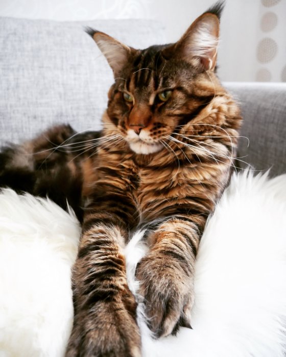 Majestätisk tigerstripad katt ligger på vit fluffig matta.