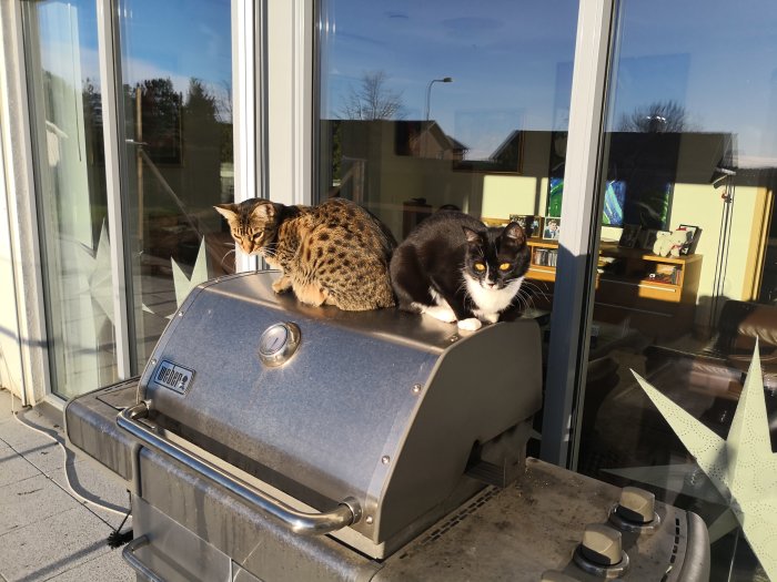 Två katter sitter på en gasolgrill framför stängda glasdörrar i solsken.