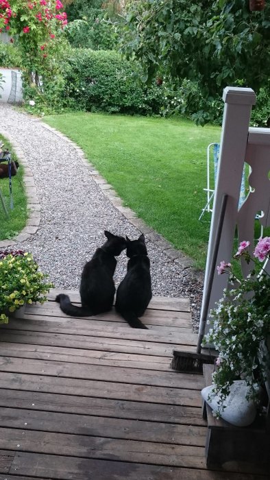 Två svarta katter nosar på varandra på en trädäck med en kullerstensgång och grönska i bakgrunden.