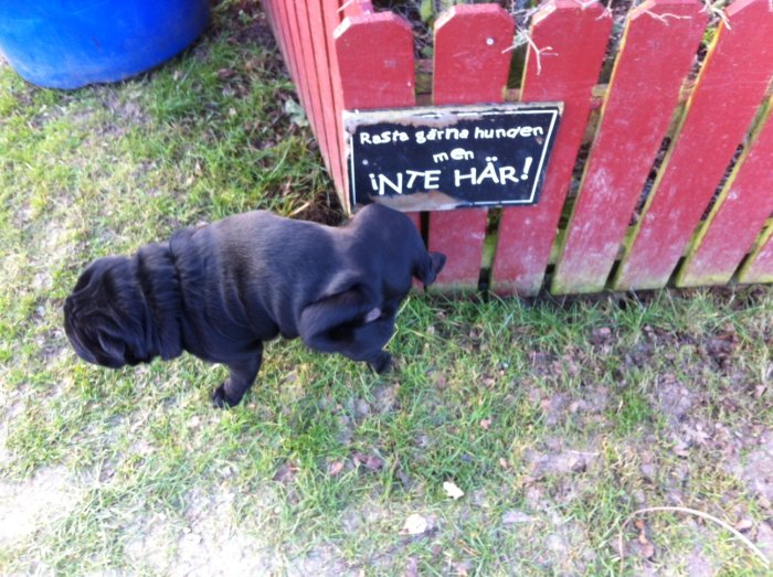 Svart hund framför skylt som säger "Rasta gärna hunden men INTE HÄR!" vid rött staket.