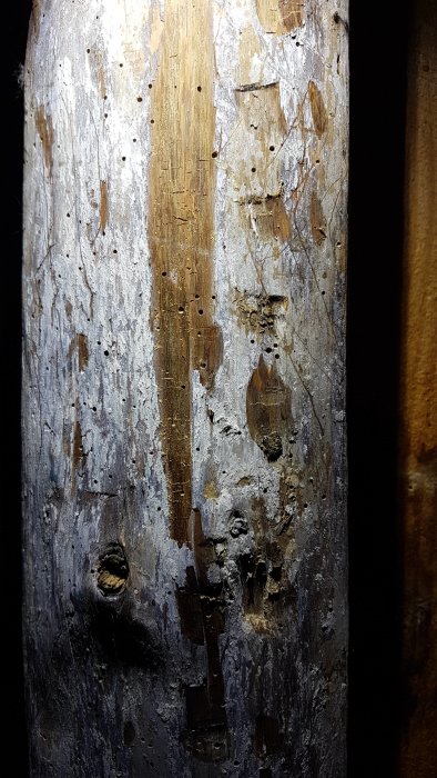 Närbild av trästomme med färgavflagning och tecken på angrepp, i ett hus från 1900-talets början.