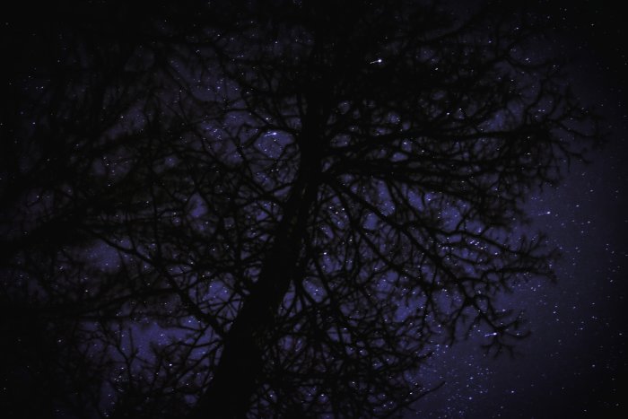 Stjärnklar natthimmel sedd genom silhuetter av trädgrenar.