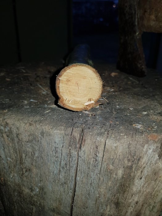 Nysågad trädstam ligger på en äldre snickarbänk, detaljvy av avsågade änden.