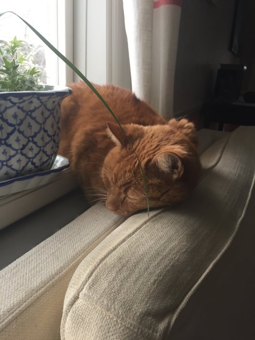 Röd katt som sover på en soffa intill ett fönster och en blomkruka.