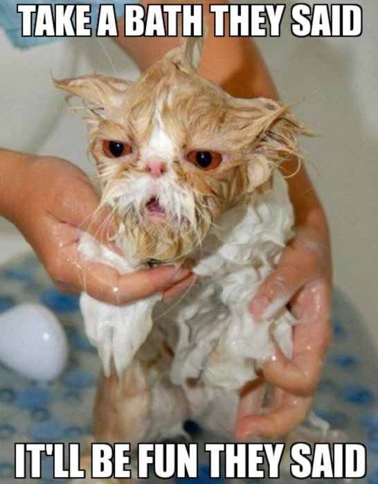 En missnöjd våt katt blir hållen och tvättad med texten "Take a bath they said, It'll be fun they said".