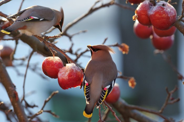 Sidensvansar på gren äter röda äpplen med en liten gråsiska synlig.