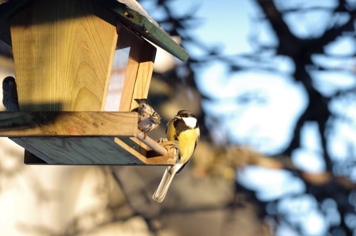 Fåglar vid fågelbord: talgoxe i fokus och en liten gråsiska i bakgrunden med diffust träd.