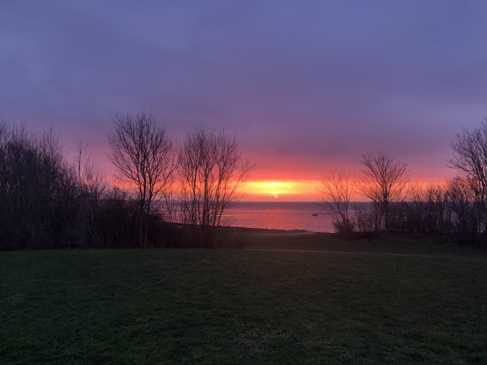 Solnedgång med levande färger över havet sedd från en gräsplätt med silhuetter av träd.