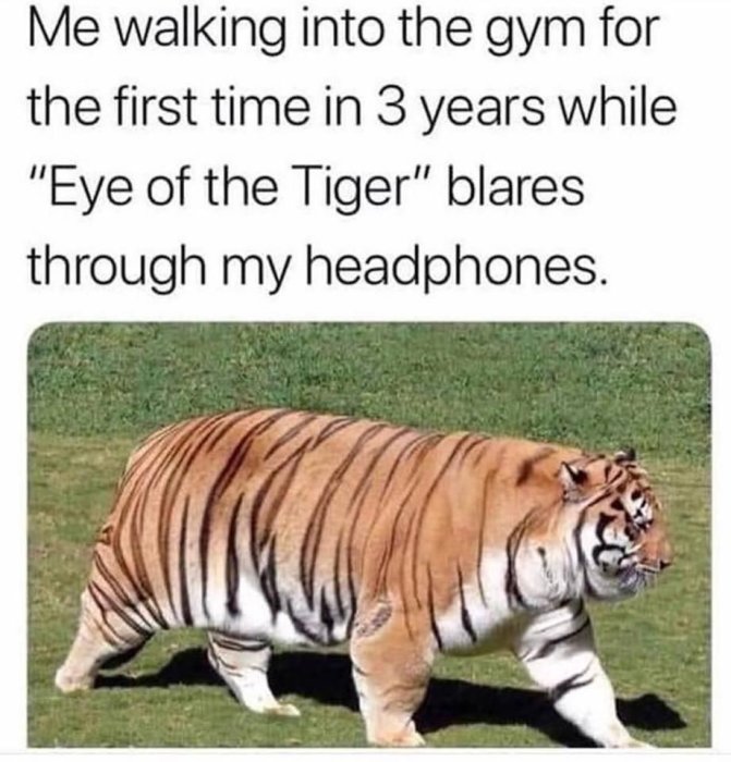 Överviktig tiger som representerar person som går till gymmet för första gången på länge med låten "Eye of the Tiger".