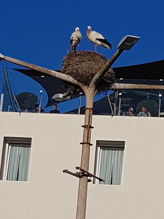 Storkpar i sitt bo ovanpå en lyktstolpe i Faro, Portugal.