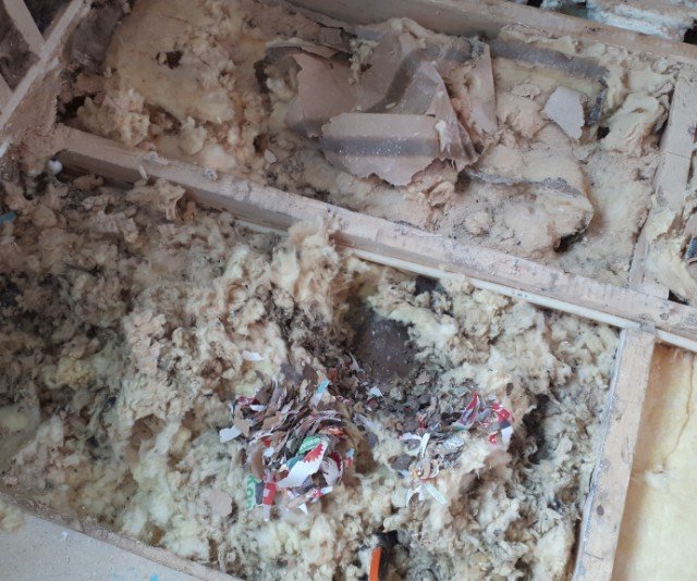 Öppnad trossbotten med isolering och spår efter möss, inklusive nerslitna material och pappersrester.