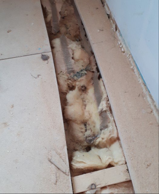 Öppnad trossbotten i en stuga visar isolering och mössens spillning.