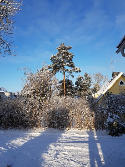Solig vinterdag med snötäckt landskap, hög tall, hus och klarblå himmel.
