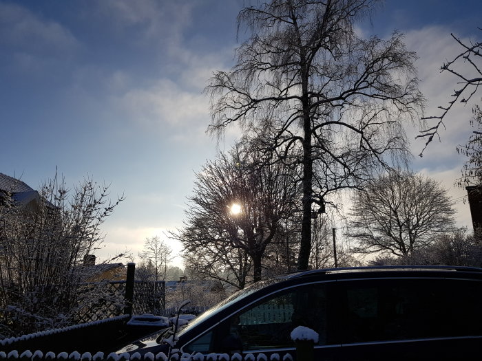 Vinterlandskap med snö på träd och staket, solen skiner genom grenarna, blå himmel i bakgrunden.