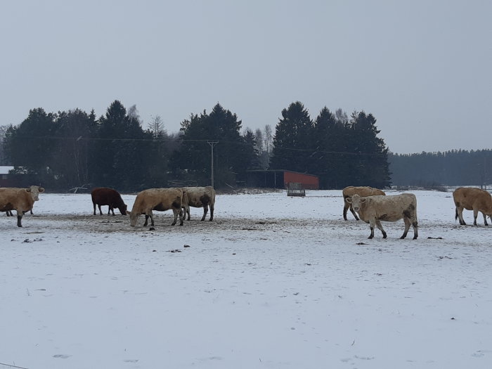 Kor betar på ett snöbeklätt fält med träd och en röd lada i bakgrunden.
