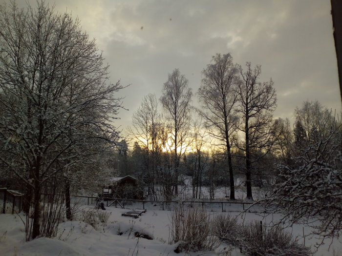 Vinterträdgård vid solnedgång med snötäckta träd och mark och ett trädhus i bakgrunden.