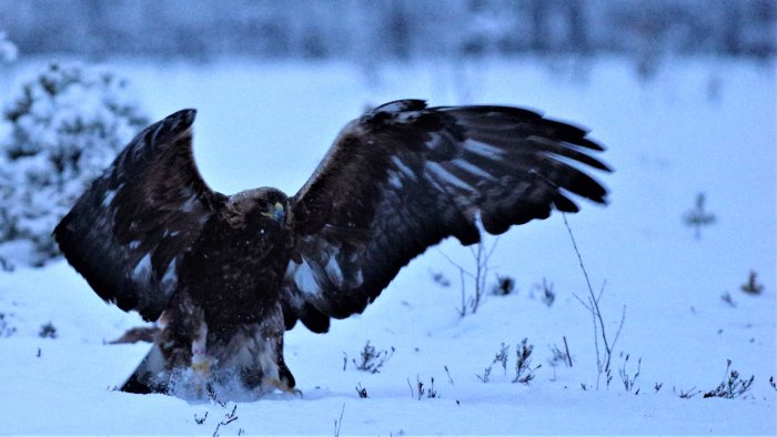 En kungsörn med utbredda vingar på ett snötäckt fält i skymningsljus.