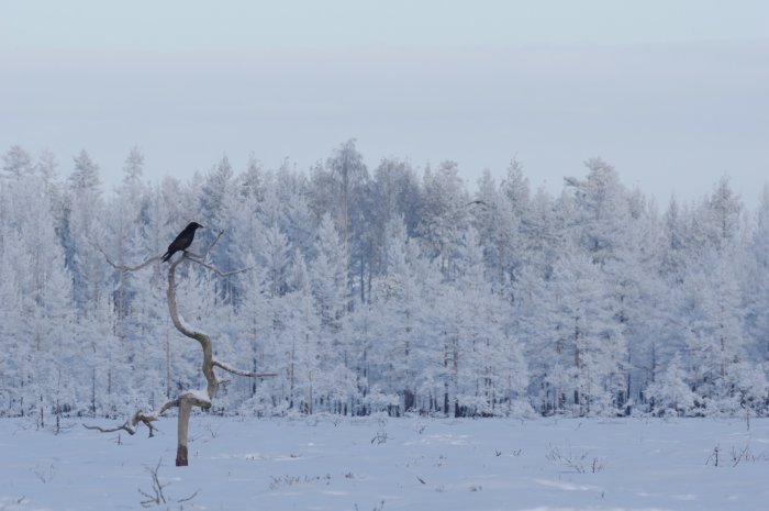 En korp på en ensam gren i ett snöigt vinterlandskap med frostklädda träd i bakgrunden.