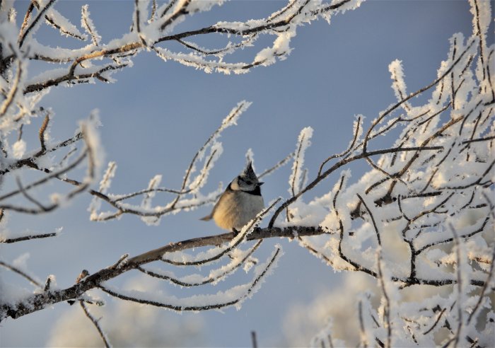 Tofsmes sittande på frostiga grenar mot en klarblå himmel.