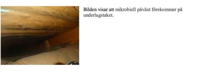 Takbjälkar i en vind med synliga tecken på mikrobiell påväxt och fukt, vilket indikerar mögelskador.