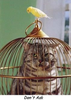 En katt sitter inuti en fågelbur med en undulat ovanpå, och bilden har texten "Don't Ask".