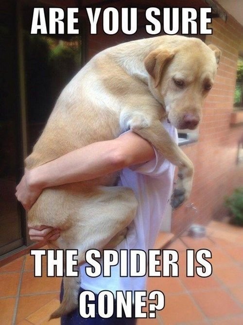 Person som håller en orolig hund i famnen med texten "ARE YOU SURE THE SPIDER IS GONE?