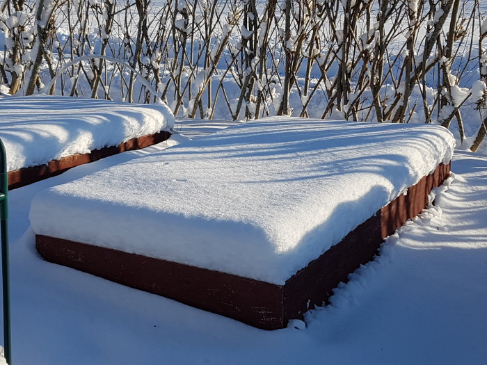 Hög trädgårdsbädd täckt av jämnt snötäcke med snötyngda buskar i bakgrunden.