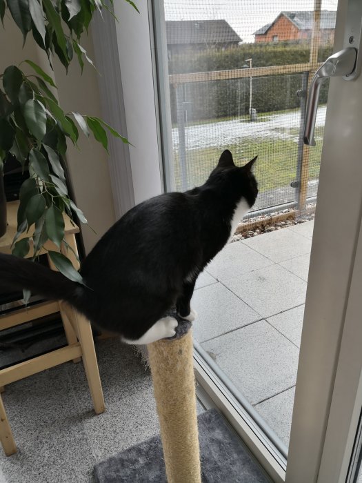 Svart katt sitter på en klöspelare och blickar ut genom ett fönster mot en trädgård.