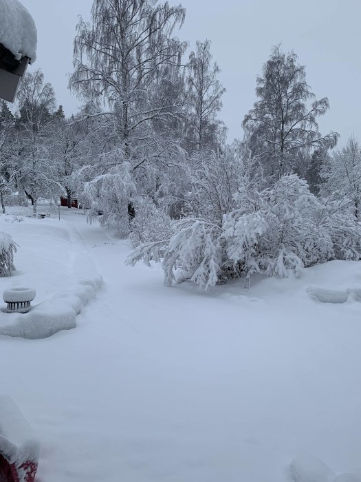 Vinterträdgård täckt med tjockt snötäcke och snöklädda träd mot en grå himmel.