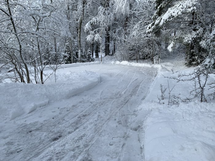 Snötäckt väg med hjulspår flankerad av träd och buskar.