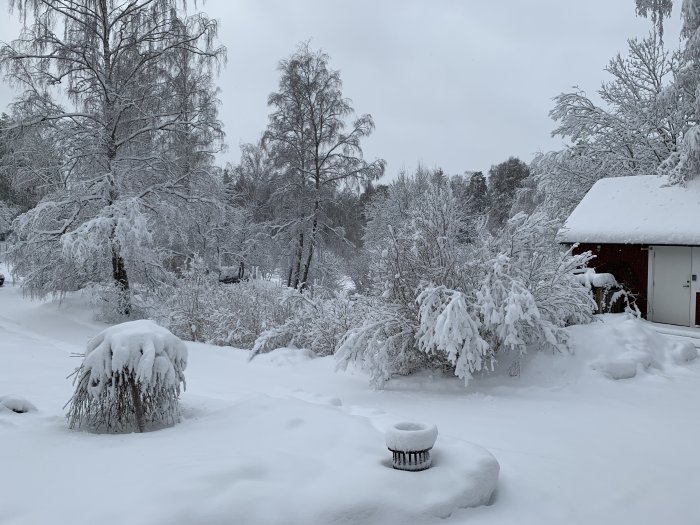 Vinterlandskap med snötäckta träd och en röd stuga, allt täckt av ett tjockt lager snö.