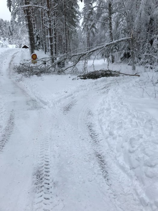 Fallna träd över snötäckt väg bredvid skylt för förbjuden passage.