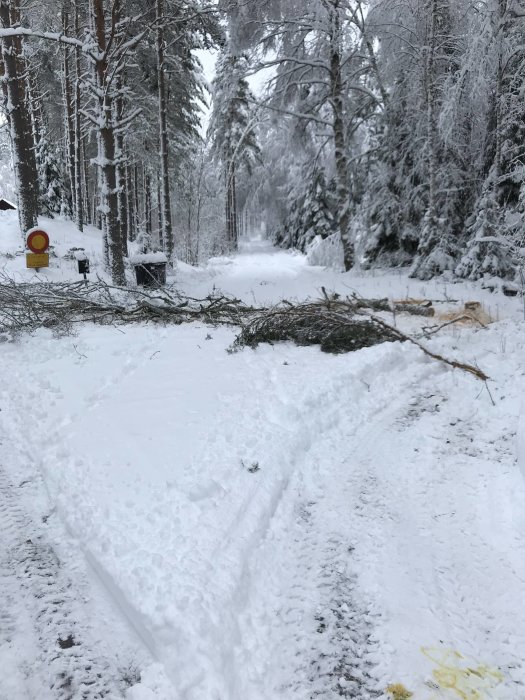 Snötyngt träd som fallit över en snöig väg i skogen, spår av plogning synliga.