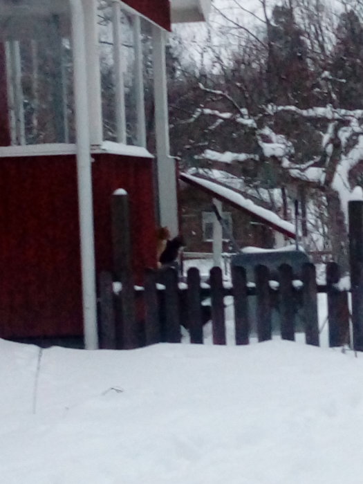 Två hundar inomhus ser ut genom glasdörren som leder till en snötäckt trädgård.