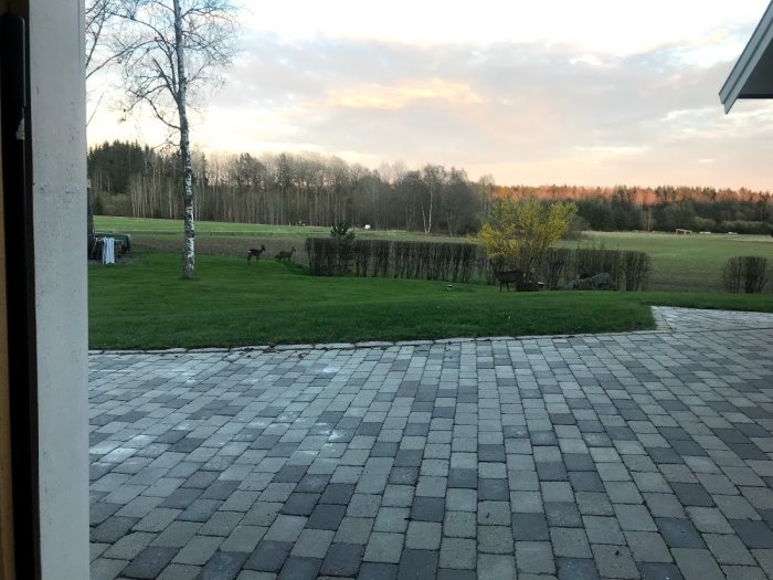 Utsikt över en gräsmatta vid skymningen med stenläggning i förgrunden och två rådjur på avstånd.