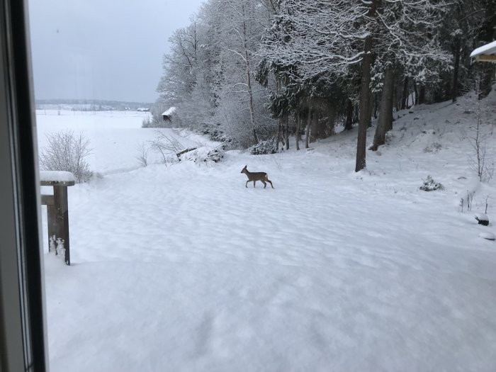 Rådjur som går i en snötäckt trädgård med träd och ett litet hus i bakgrunden.