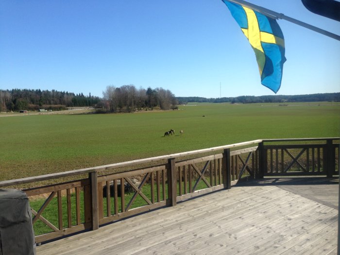 Vy från en träaltan utöver en öppen grön äng med en svensk flagga som fladdrar i förgrunden.