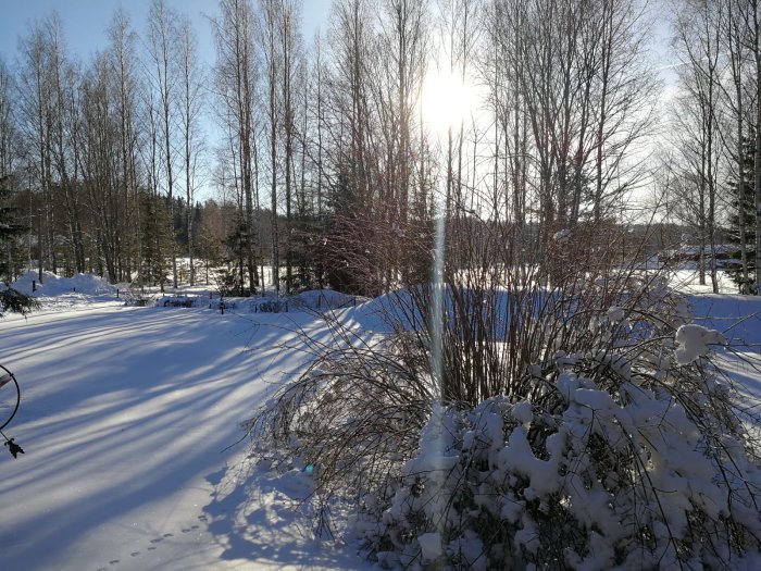 Vinterträdgård med snötäckt mark och buskar under en solig dag med träd i bakgrunden.