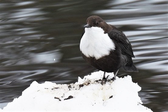 En strömstare står på en snöklädd sten framför rinnande vatten.