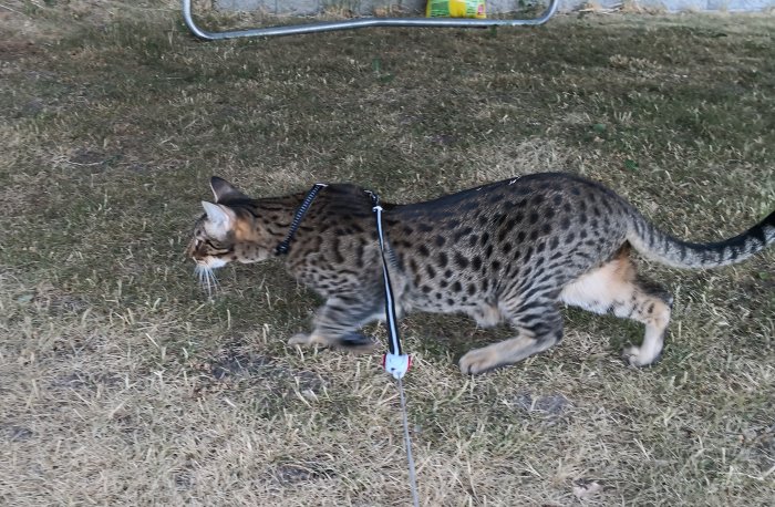 Katt med sele och koppel promenerar på gräs.