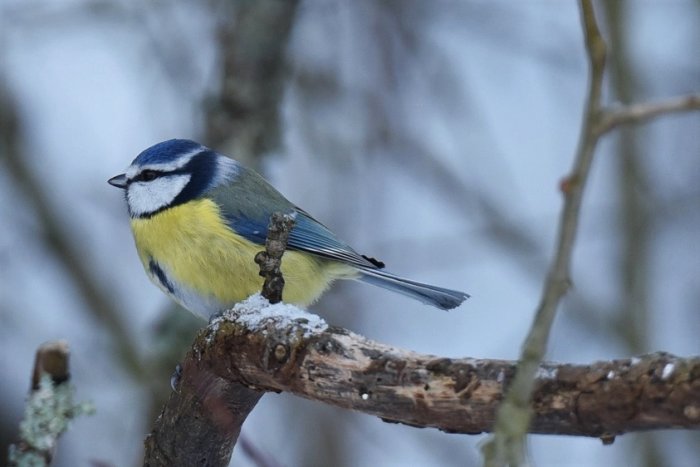 En blåmes sitter på en snötäckt gren mot suddig bakgrund.