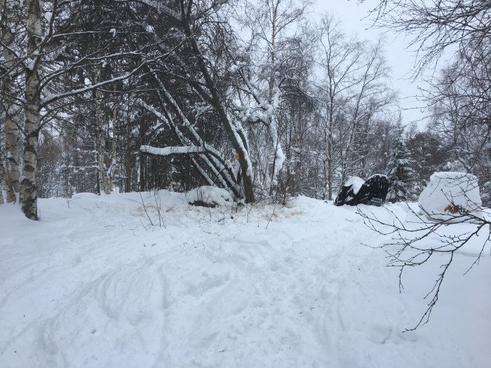 Snötäckt tomt med nedkapade grenar och träd, vinterväder med spår av arbete.