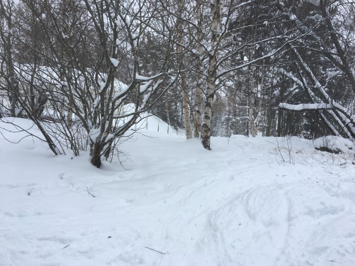 Träd i snölandskap början av kapat träd inför byggprojekt.