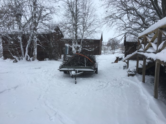 Släpvagn med kapade trädgrenar i vinterlandskap, snötäckt gård och byggnader i bakgrunden.