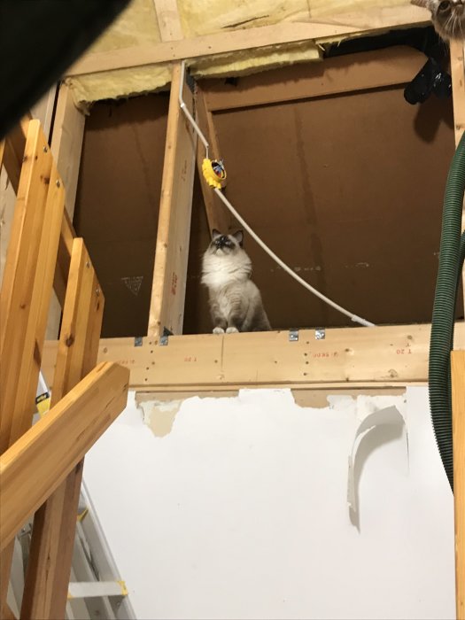 Katt sitter på en träbalk i en kattvinds renovering under inspektion.